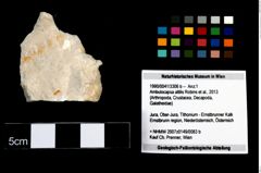 Foto (Objekt + Etikett) von Ambulocapsa altilis (Robins et al., 2013)  (NHMW-GEO-1990-0041-3306b)